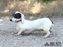 FLOOFINA, Hund, Mischlingshund in Slowakische Republik - Bild 5