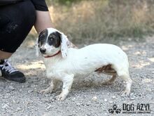 FLOOFINA, Hund, Mischlingshund in Slowakische Republik - Bild 7