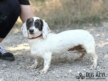 FLOOFINA, Hund, Mischlingshund in Slowakische Republik - Bild 8