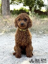 BOOPSIE, Hund, Mischlingshund in Slowakische Republik - Bild 1
