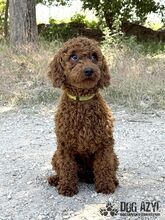 BOOPSIE, Hund, Mischlingshund in Slowakische Republik - Bild 2