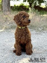 BOOPSIE, Hund, Mischlingshund in Slowakische Republik - Bild 3