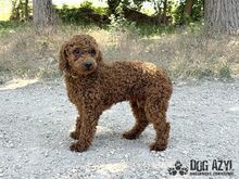 BOOPSIE, Hund, Mischlingshund in Slowakische Republik - Bild 6