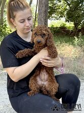 BOOPSIE, Hund, Mischlingshund in Slowakische Republik - Bild 7