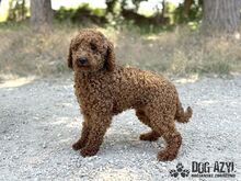 BORKINA, Hund, Mischlingshund in Slowakische Republik - Bild 1