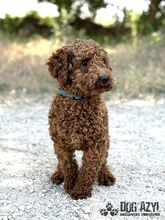 BORKINA, Hund, Mischlingshund in Slowakische Republik - Bild 2