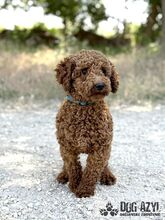 BORKINA, Hund, Mischlingshund in Slowakische Republik - Bild 3