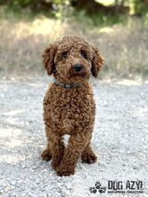 BORKINA, Hund, Mischlingshund in Slowakische Republik - Bild 4