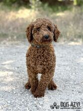 BORKINA, Hund, Mischlingshund in Slowakische Republik - Bild 5