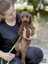BORKINA, Hund, Mischlingshund in Slowakische Republik - Bild 7