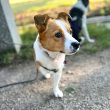CHARLY, Hund, Mischlingshund in Neumarkt - Bild 1