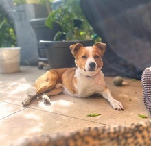 CHARLY, Hund, Mischlingshund in Neumarkt - Bild 2