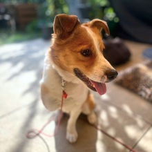 CHARLY, Hund, Mischlingshund in Neumarkt - Bild 3