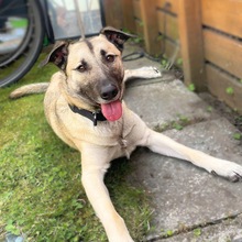 MILO, Hund, Mischlingshund in Neuenhaus - Bild 1