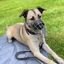 MILO, Hund, Mischlingshund in Neuenhaus - Bild 2