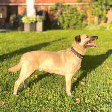 MILO, Hund, Mischlingshund in Neuenhaus - Bild 3
