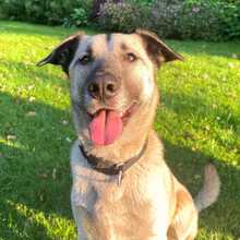MILO, Hund, Mischlingshund in Neuenhaus - Bild 4