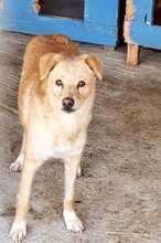 BIJOU, Hund, Mischlingshund in Rumänien - Bild 2