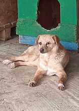 BIJOU, Hund, Mischlingshund in Rumänien - Bild 3