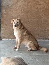 BIJOU, Hund, Mischlingshund in Rumänien - Bild 4