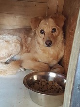 BIJOU, Hund, Mischlingshund in Rumänien - Bild 5