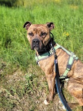 GOETHE, Hund, Mischlingshund in Hohen Pritz - Bild 1