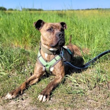 GOETHE, Hund, Mischlingshund in Hohen Pritz - Bild 3