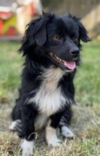 NICOLAS, Hund, Mischlingshund in Rumänien - Bild 1