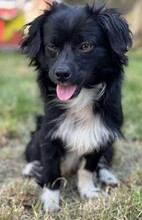 NICOLAS, Hund, Mischlingshund in Rumänien - Bild 10
