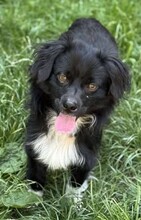 NICOLAS, Hund, Mischlingshund in Rumänien - Bild 2