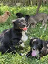 NICOLAS, Hund, Mischlingshund in Rumänien - Bild 3