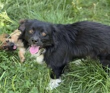 NICOLAS, Hund, Mischlingshund in Rumänien - Bild 4