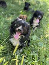 NICOLAS, Hund, Mischlingshund in Rumänien - Bild 5