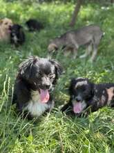 NICOLAS, Hund, Mischlingshund in Rumänien - Bild 6