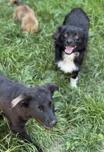 NICOLAS, Hund, Mischlingshund in Rumänien - Bild 7