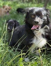 NICOLAS, Hund, Mischlingshund in Rumänien - Bild 8