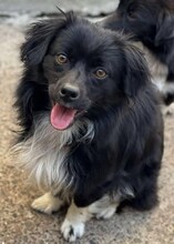 NICOLAS, Hund, Mischlingshund in Rumänien - Bild 9