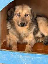 DARKOS, Hund, Mischlingshund in Rumänien - Bild 1