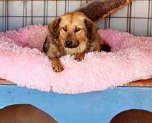 DARKOS, Hund, Mischlingshund in Rumänien - Bild 2