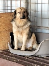 DARKOS, Hund, Mischlingshund in Rumänien - Bild 3