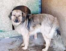 DARKOS, Hund, Mischlingshund in Rumänien - Bild 5