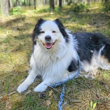 MEXX, Hund, Australian Shepherd in Drebkau - Bild 1