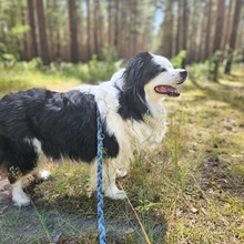 MEXX, Hund, Australian Shepherd in Drebkau - Bild 2