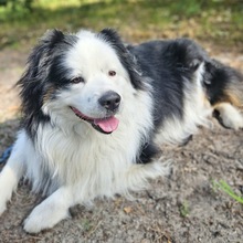 MEXX, Hund, Australian Shepherd in Drebkau - Bild 3