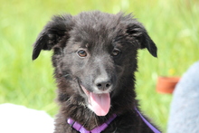 MOUNA, Hund, Mischlingshund in Hagen - Bild 1