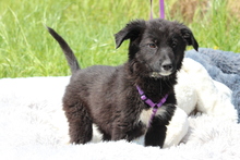 MOUNA, Hund, Mischlingshund in Hagen - Bild 2