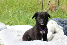 MOUNA, Hund, Mischlingshund in Hagen - Bild 3
