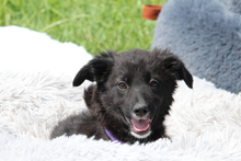 MOUNA, Hund, Mischlingshund in Hagen - Bild 4
