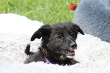 MOUNA, Hund, Mischlingshund in Hagen - Bild 5