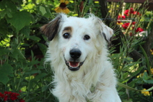 JIMMY, Hund, Mischlingshund in Hagen - Bild 1